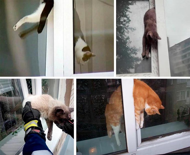 Как сделать окно безопасным для кошки