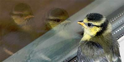 Около 50 птиц погибло за 1,5 месяца, разбившись об окна здания в Чите