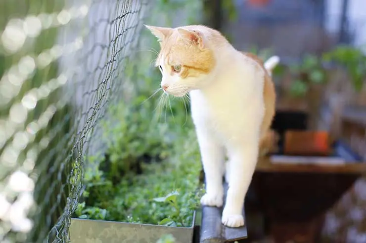 Защитная сетка на балкон для кошки – что надо учесть при покупке?