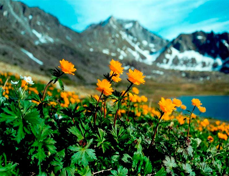 Проект «Сохраним цветы Байкала» от ассоциации «Защитим Байкал вместе»