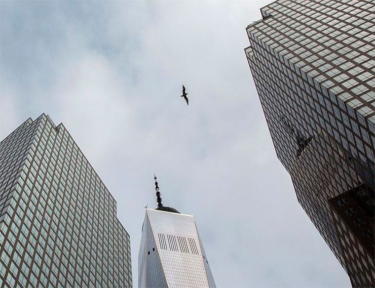 В Нью-Йорке могут обязать строить здания с безопасным для птиц остеклением