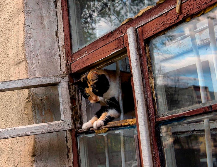 Россиян захотели обязать поставить решетки на окна ради кошек