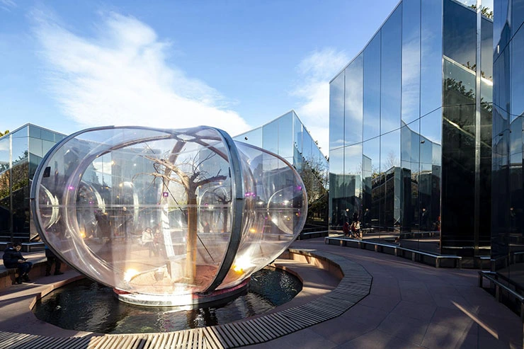 Делоникс или огненное дерево