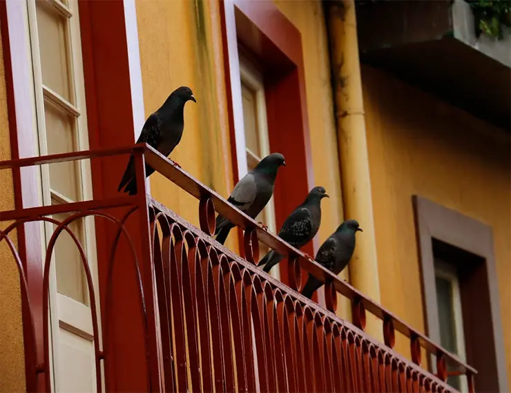 Незастеклённый балкон привлекает голубей