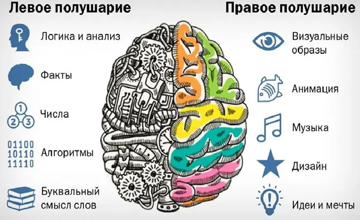 Восприятие информации левым и правым полушарием мозга